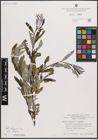 Foto von Salix eleagnos subsp. eleagnos Scop.